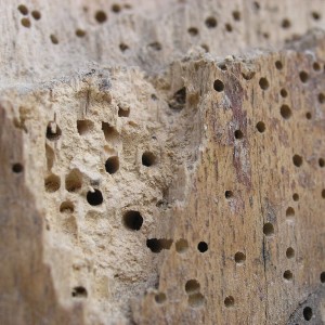 Common Woodworm