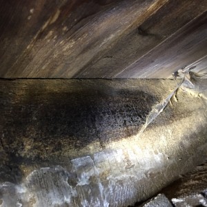 wet rot on joist and flooring