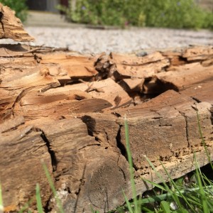 close up of dry rot on lintel