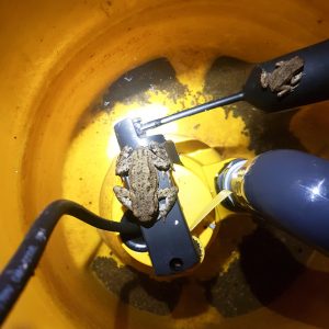 pump with frogs
