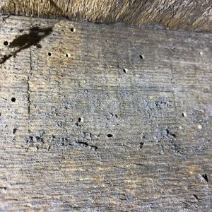 woodworm on rafter