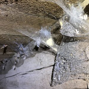 frass on cobwebs