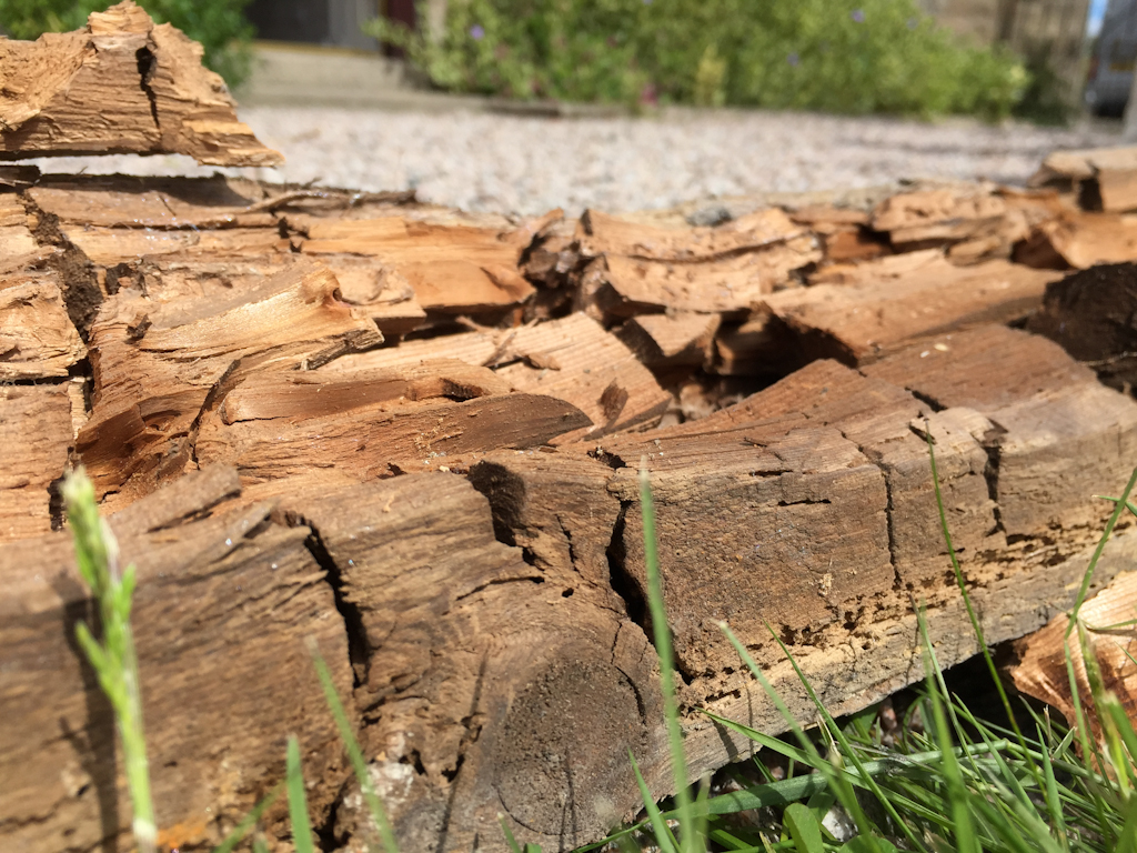 close up of dry rot on lintel