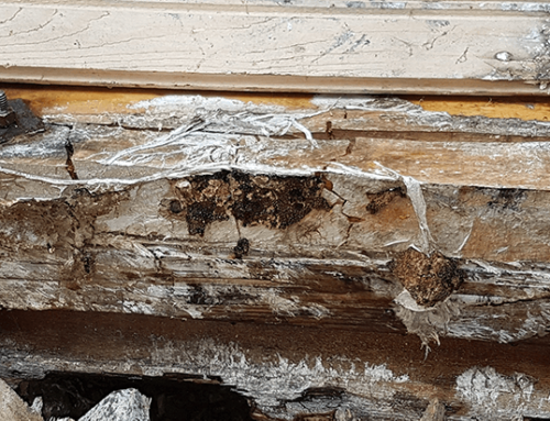 Dry Rot in St Swithin Street
