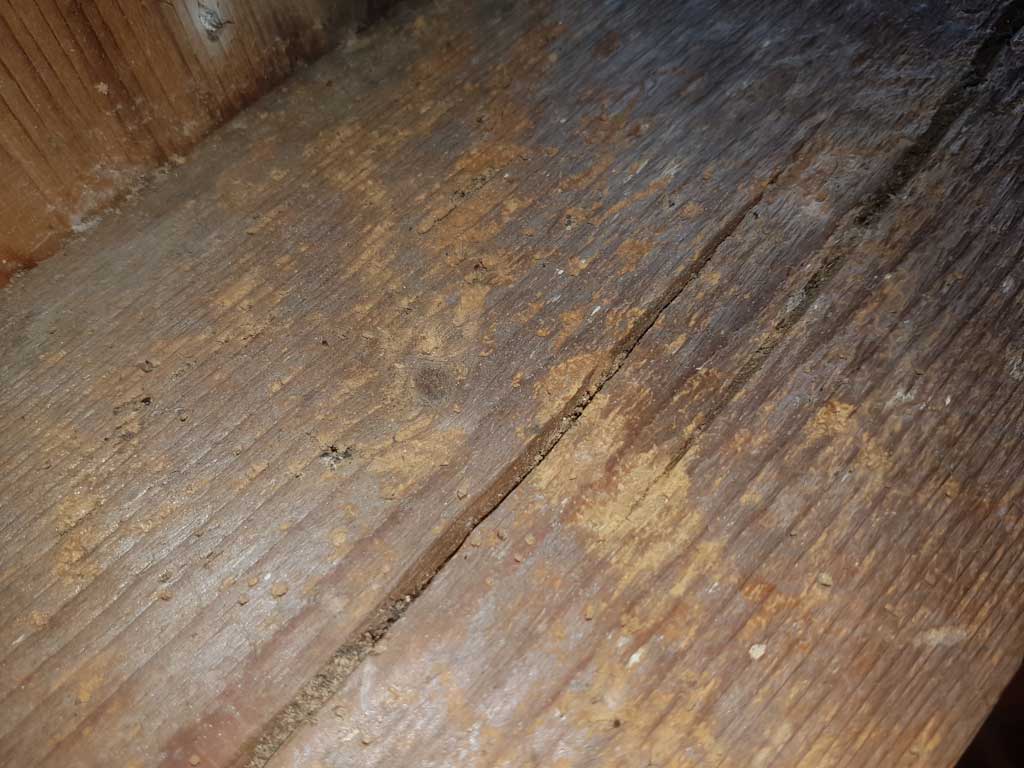woodworm in rafters