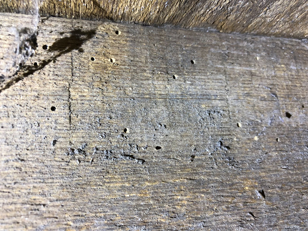 woodworm on rafter