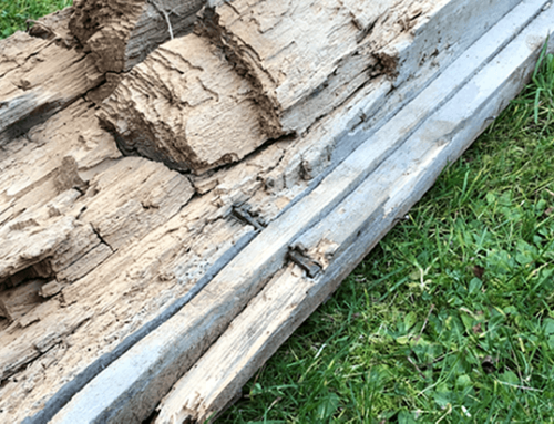 Dry Rot Froghall Terrace