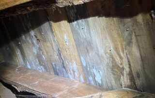 featured image - damp mould on roofing timbers