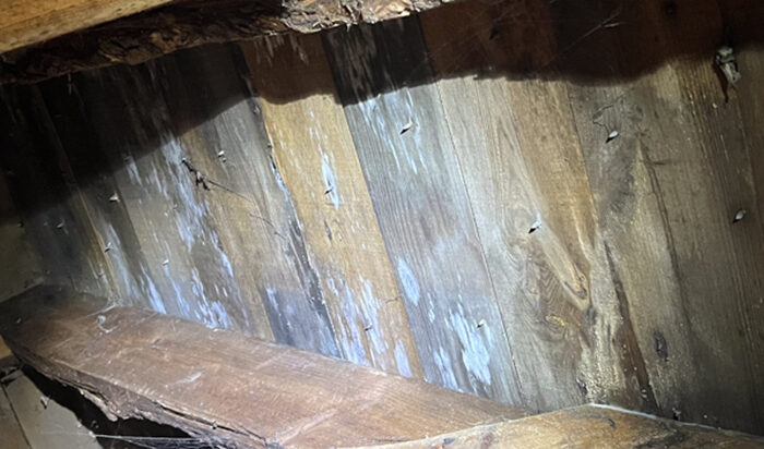 featured image - damp mould on roofing timbers