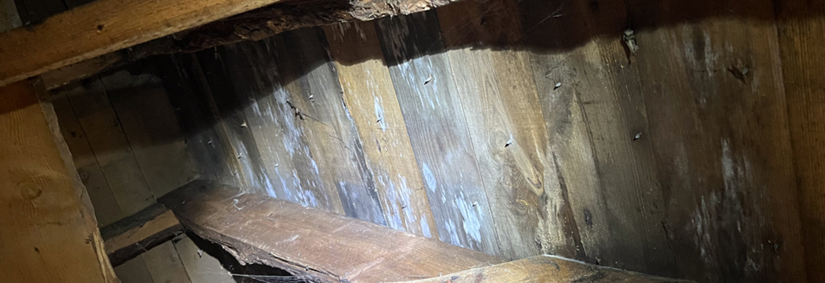 featured image - damp mould on roofing timbers