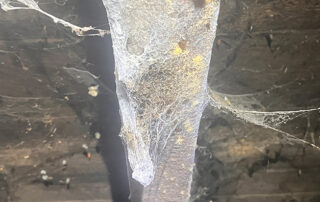 Woodworm activity within the loft of a property in Keig, Alford