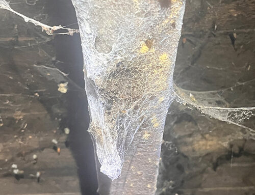 Woodworm Keig, Alford