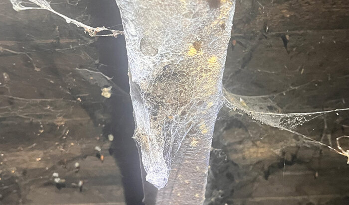 Woodworm activity within the loft of a property in Keig, Alford