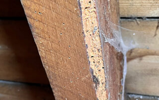 rafter showing woodworm activity at property in Old Deer