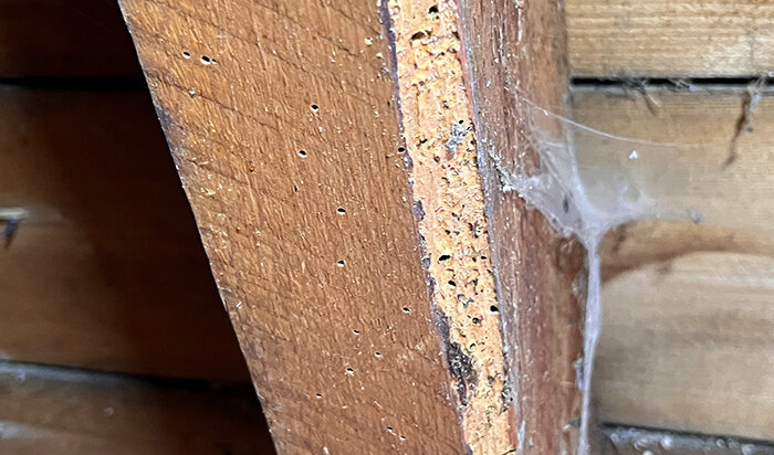 rafter showing woodworm activity at property in Old Deer