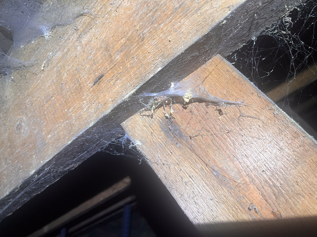 keig-03 Woodworm activity within the loft of a property in Keig, Alford